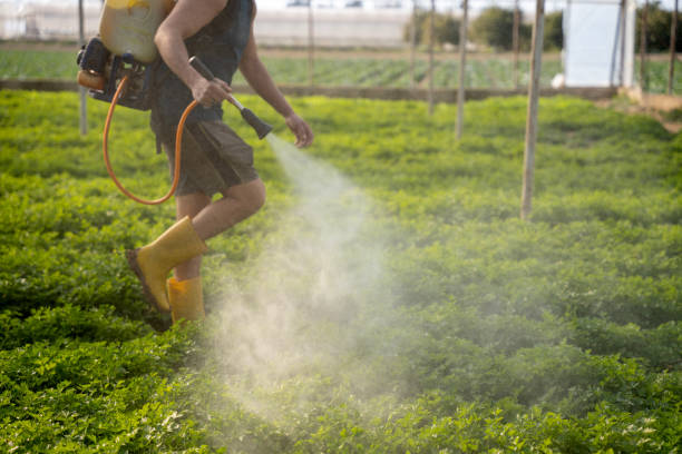Professional Pest Control in Issaquah, WA